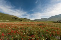 castelluccio 14 june 2013